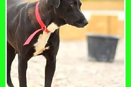 Jak mini dog,duża 36 kg,spokojna suczka DOGA.Adopc