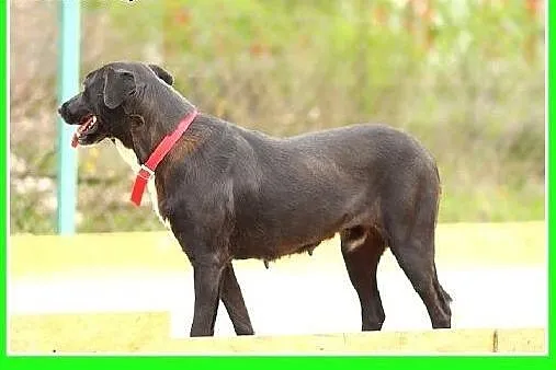 Jak mini dog,duża 36 kg,spokojna suczka DOGA.Adopc