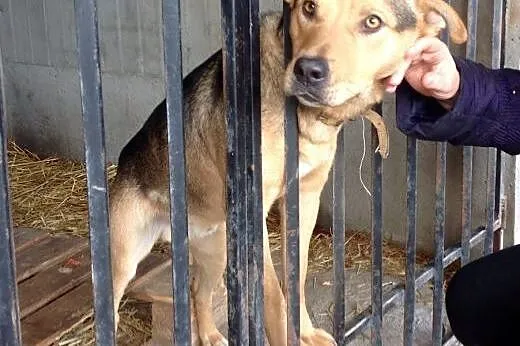 Młody TOBI wypatruje człowieka zza krat – adopcja ,  mazowieckie Warszawa