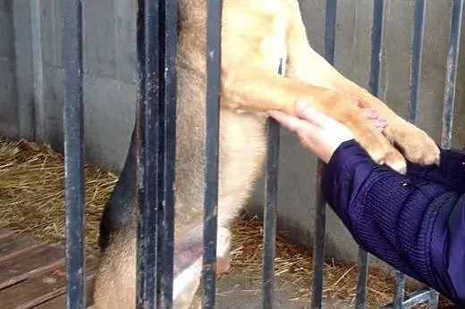 Młody TOBI wypatruje człowieka zza krat –