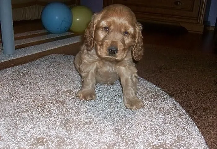 Cocker Spaniel rudy piesek 8 tygodniowy