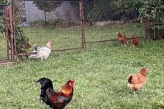 Kogut czubatki staropolskiej