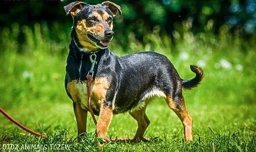 OTOZ Animals - Mokka - wesoła, kochana nieduża sun