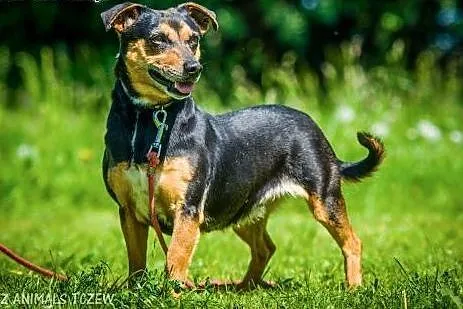 OTOZ Animals - Mokka - wesoła, kochana nieduża sun