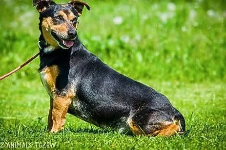 OTOZ Animals - Mokka - wesoła, kochana nieduża sun