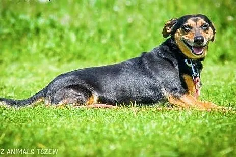 OTOZ Animals - Mokka - wesoła, kochana nieduża sun