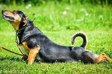 OTOZ Animals - Mokka - wesoła, kochana nieduża sun