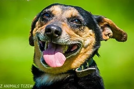 OTOZ Animals - Mokka - wesoła, kochana nieduża sun