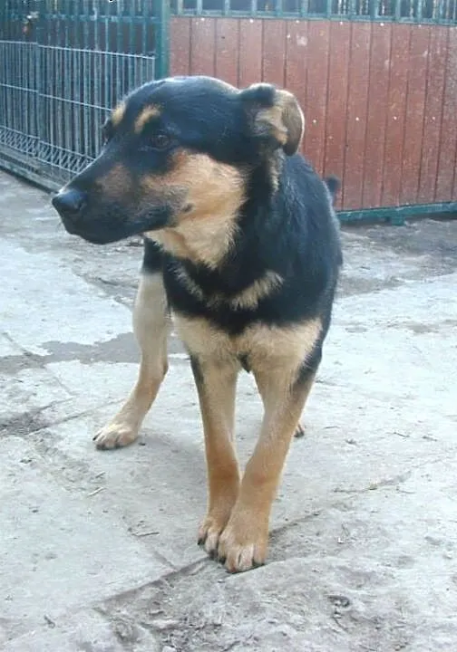 Roczna Zuzia do adopcji , lubelskie Świdnik