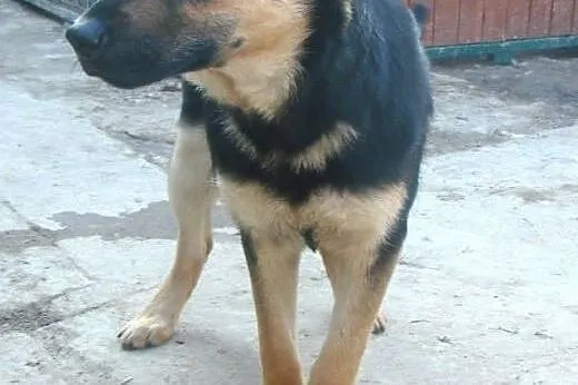 Roczna Zuzia do adopcji ,  lubelskie Świdnik