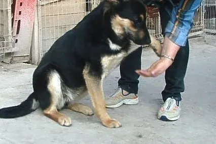Roczna Zuzia do adopcji ,  lubelskie Świdnik