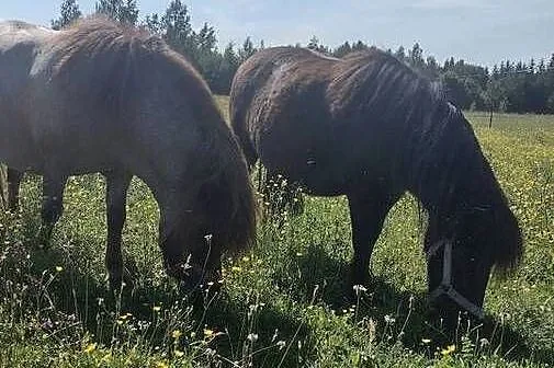 Sprzedam klacz, Małopolskie, Mszanka