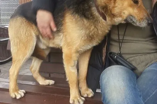 Gundi juz nie potrafi się nawet cieszyć ...,  Owcz