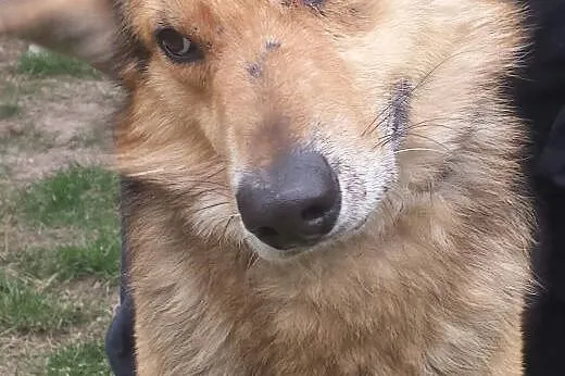 Gundi juz nie potrafi się nawet cieszyć ...,  Owcz
