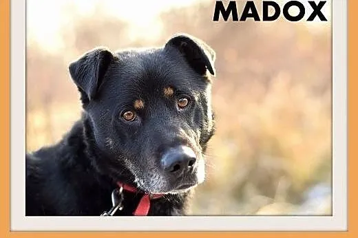 MADOX,16kg,łagodny,rodzinny,przyjazny pies.ADOPCJA