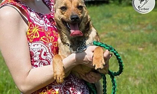 LILI młodziutka niewielka sunia kochająca ludzi AD