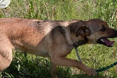 LILI młodziutka niewielka sunia kochająca ludzi AD