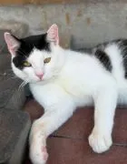 Oreo - młodziutki, łagodny, kontaktowy kotek  Oreo szuka kochającego domu. To młody, około 1-2 letni