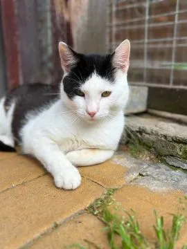 Oreo - młodziutki, łagodny, kontaktowy kotek  Oreo szuka kochającego domu. To młody, około 1-2 letni, , Gdańsk