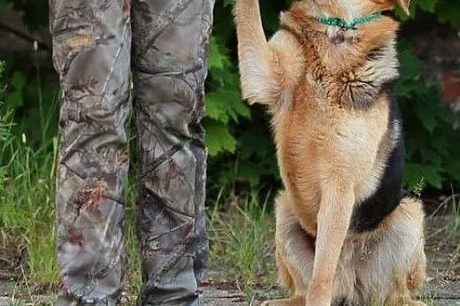 Azor - wierny, owczarkowaty przyjaciel :),  warmiń