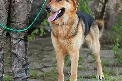 Azor - wierny, owczarkowaty przyjaciel :),  warmiń