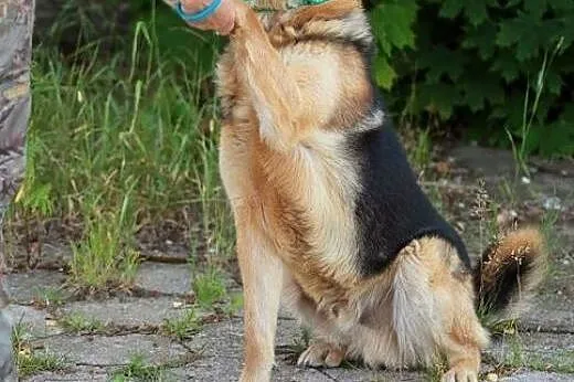 Azor - wierny, owczarkowaty przyjaciel :),  warmiń
