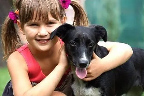 Szakira młoda sunia szuka domku,  Kundelki cała Po