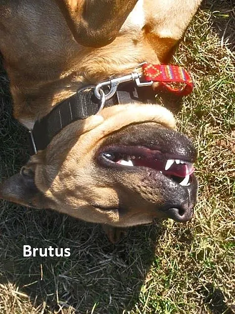 Brutus z podlasia pilnie szuka domu