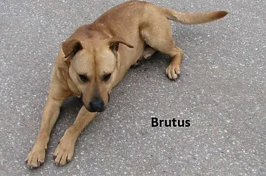 Brutus z podlasia pilnie szuka domu