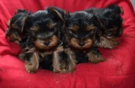 Szczenięta rasy Yorkshire Terrier do adopcji E-mail: {{amandinelisa01@gmail.com}}