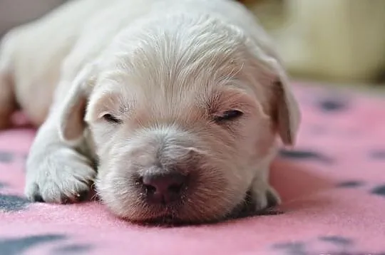 Goldeny Golden Retriever MILKA