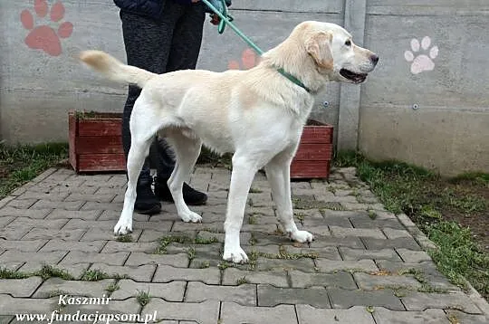 Kaszmir - młodziak w typie labradora, Nowy Dwór Mazowiecki