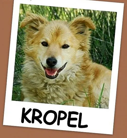 Średni 12 kg psiak KROPEL, łagodny,przyjacielski,d