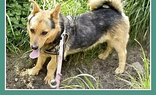 13 kg, wyjątkowo sympatyczny, łagodny i przytulaśn