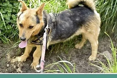 13 kg, wyjątkowo sympatyczny, łagodny i przytulaśn