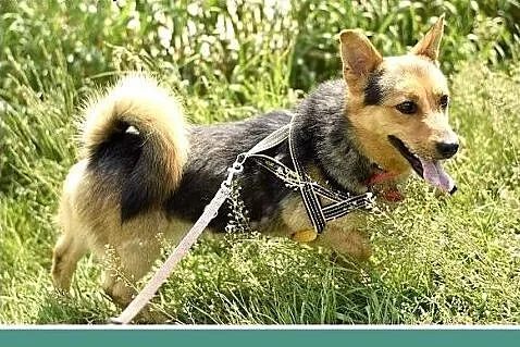 13 kg, wyjątkowo sympatyczny, łagodny i przytulaśn