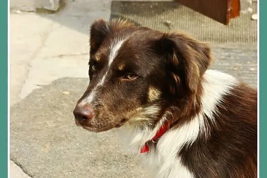 Delikatna,spokojna czekoladowa,średnia suczka KANGA_Adopcja