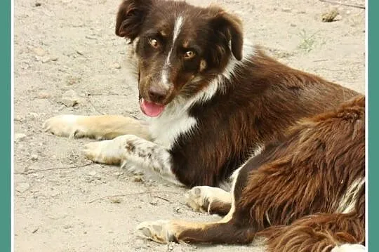 Delikatna,spokojna czekoladowa,średnia suczka KANG