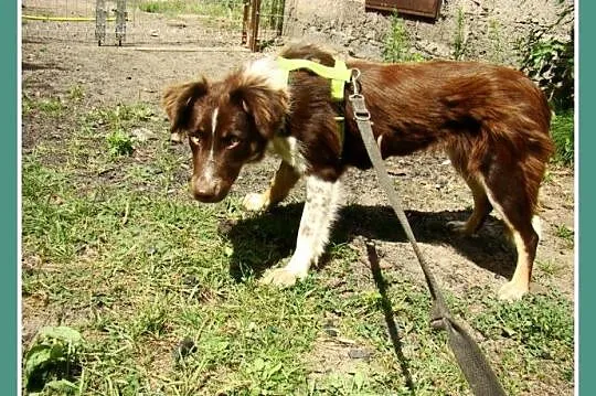 Delikatna,spokojna czekoladowa,średnia suczka KANG