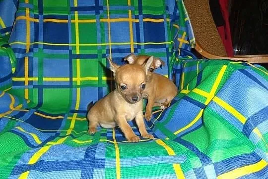 Maleńkie Księżniczki - suczki chihuahua dla wyjątk