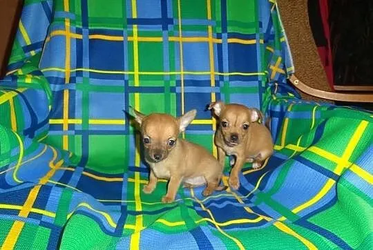 Maleńkie Księżniczki - suczki chihuahua dla wyjątk