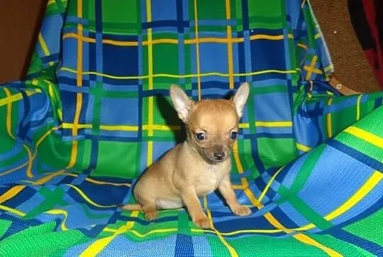 Maleńkie Księżniczki - suczki chihuahua dla wyjątk