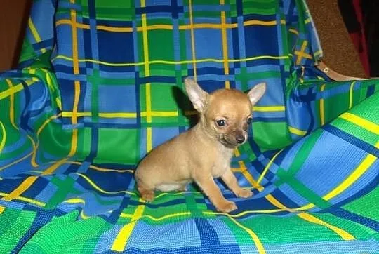Maleńkie Księżniczki - suczki chihuahua dla wyjątk
