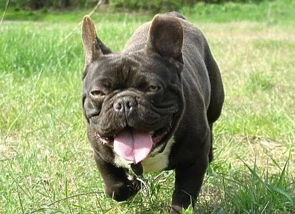 Buldog francuski czekoladowy reproduktor, krycie., , Zbąszynek