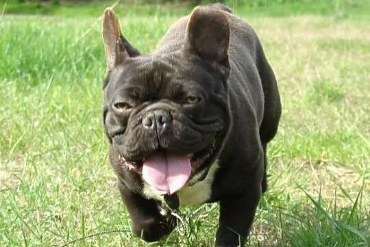 Buldog francuski czekoladowy reproduktor, krycie., , Zbąszynek