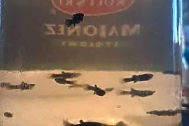 molinezje male