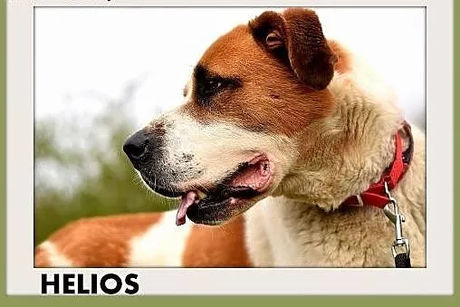 50kg,bernardyn mix,młody,przyjazny pies HELIOS.Ado