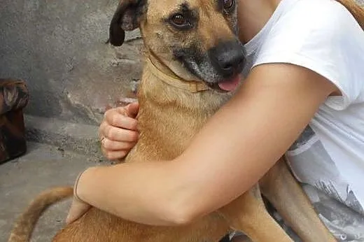 SARA - kocha wszystkich ludzi, dzieci, koty do adopcji,  mazowieckie Warszawa