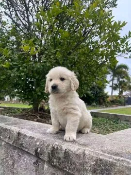 Most sweetest outstanding golden Retriever puppies available for new family, , Warkocz