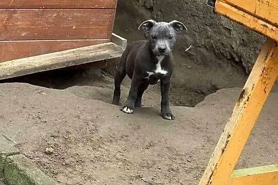 Staffordshire Bull Terrier błekitny piesek, Łódzkie, Sieradz